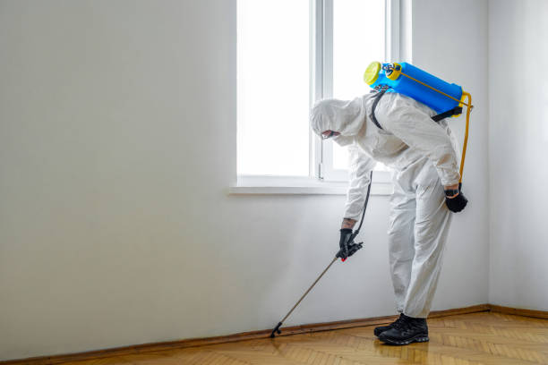 Best Wasp Removal Services  in Pomona, NJ