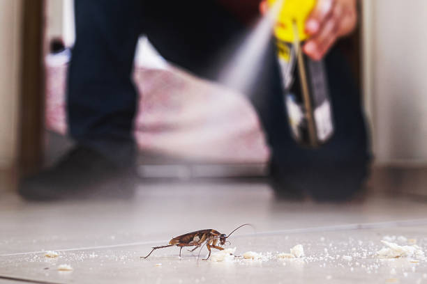 Best Insect Control  in Pomona, NJ